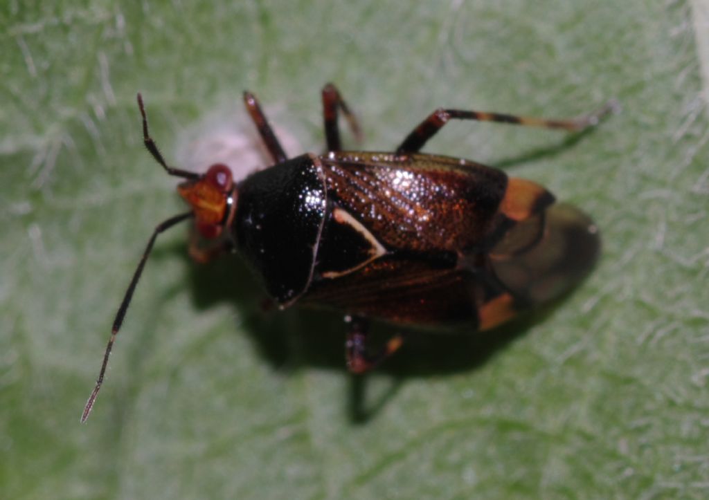 Miridae: Deraeocoris flavilinea della Calabria (CS)